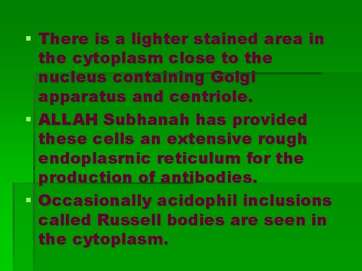 § There is a lighter stained area in the cytoplasm close to the nucleus