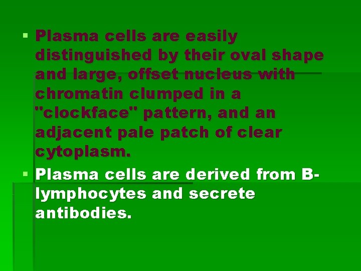 § Plasma cells are easily distinguished by their oval shape and large, offset nucleus