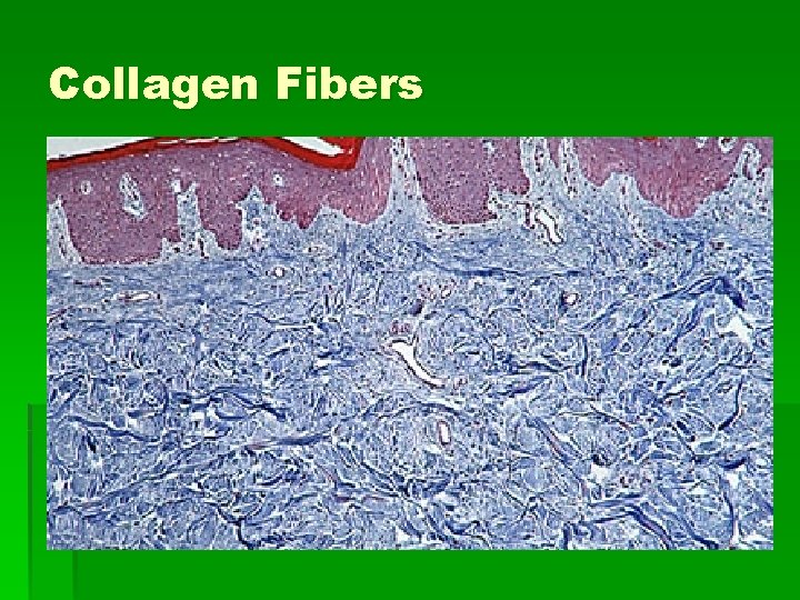 Collagen Fibers 