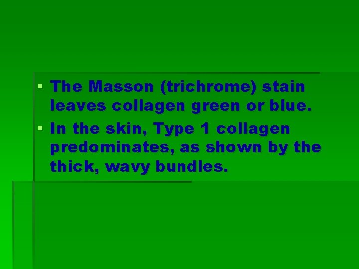 § The Masson (trichrome) stain leaves collagen green or blue. § In the skin,