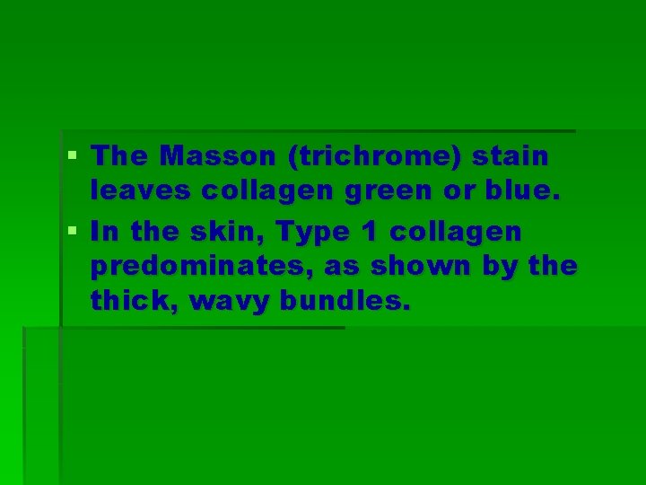 § The Masson (trichrome) stain leaves collagen green or blue. § In the skin, § The Masson (trichrome) stain leaves collagen green or blue. § In the skin,