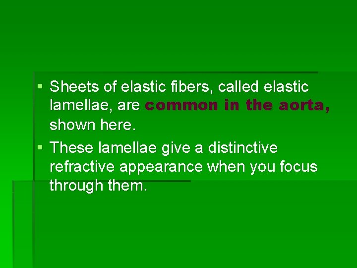§ Sheets of elastic fibers, called elastic lamellae, are common in the aorta, shown