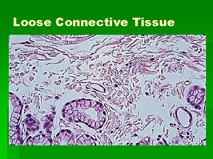 Loose Connective Tissue Loose Connective Tissue