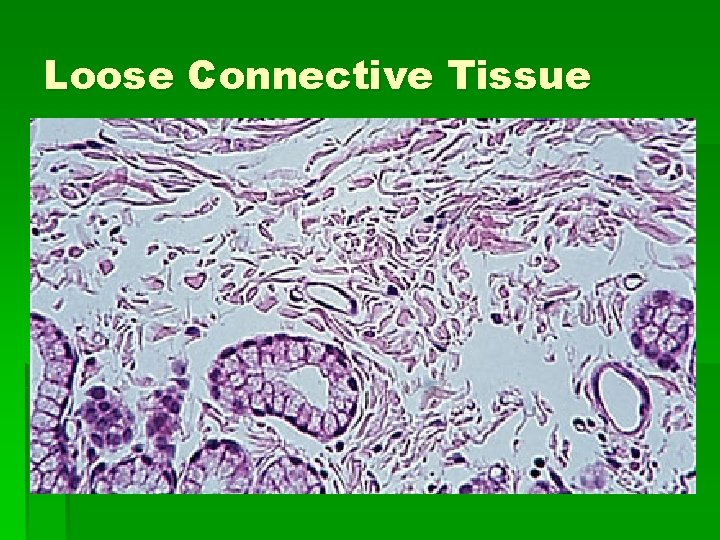 Loose Connective Tissue 