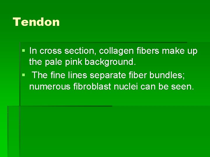 Tendon § In cross section, collagen fibers make up the pale pink background. §