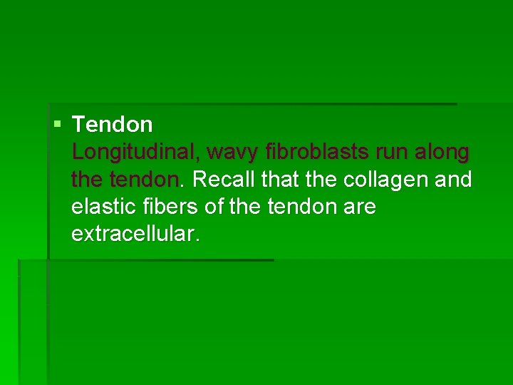 § Tendon Longitudinal, wavy fibroblasts run along the tendon. Recall that the collagen and
