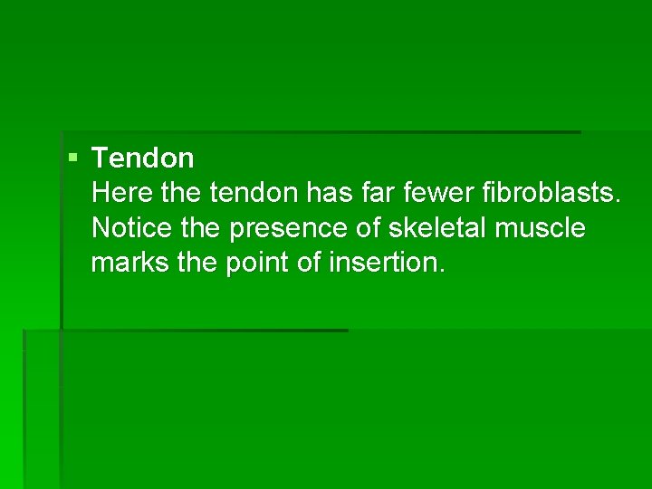 § Tendon Here the tendon has far fewer fibroblasts. Notice the presence of skeletal