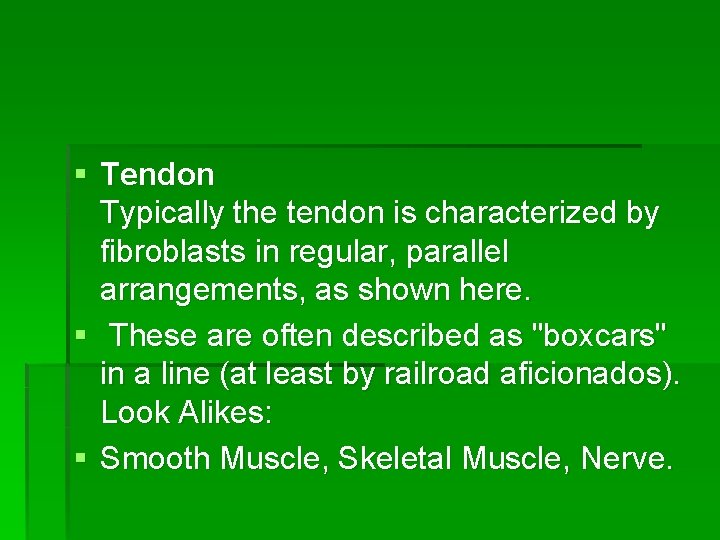 § Tendon Typically the tendon is characterized by fibroblasts in regular, parallel arrangements, as