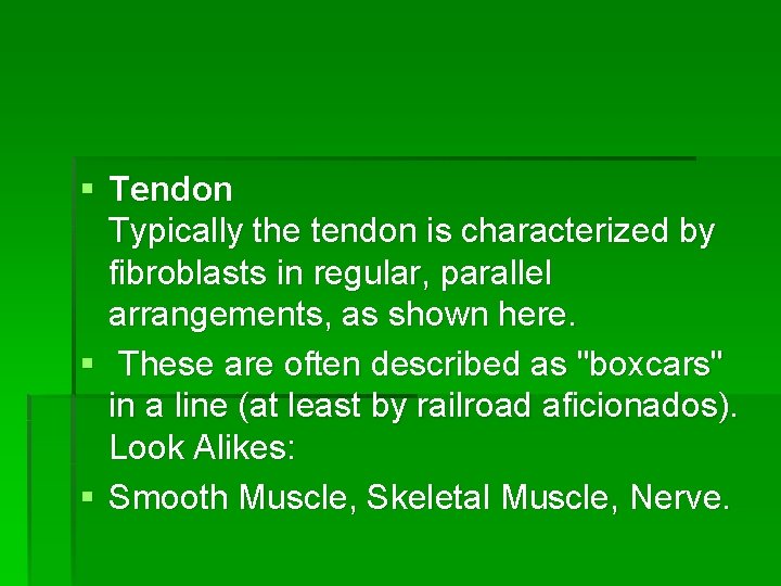 § Tendon Typically the tendon is characterized by fibroblasts in regular, parallel arrangements, as § Tendon Typically the tendon is characterized by fibroblasts in regular, parallel arrangements, as