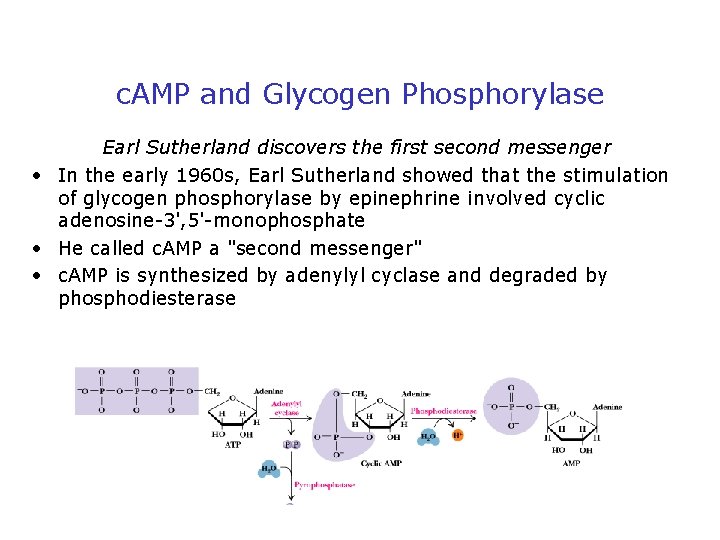 Signalling vocabulary Signalstimulus Effector Receptor Messenger Ligand