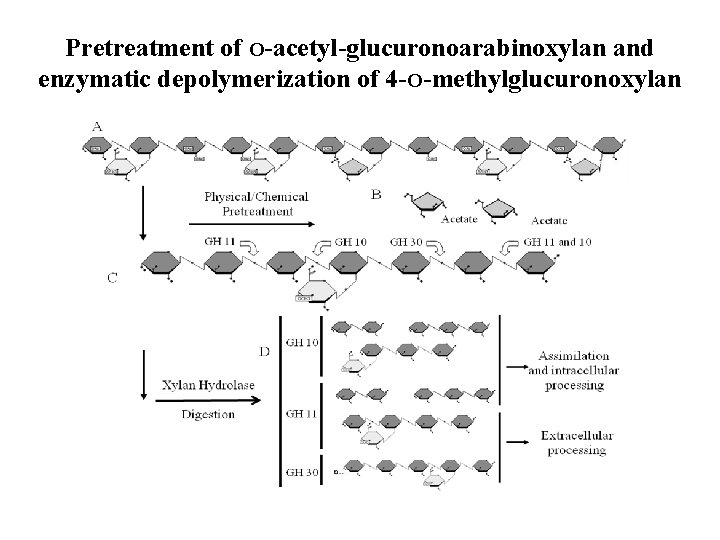 Engineering Bacillus subtilis biocatalysts for production of biofuels