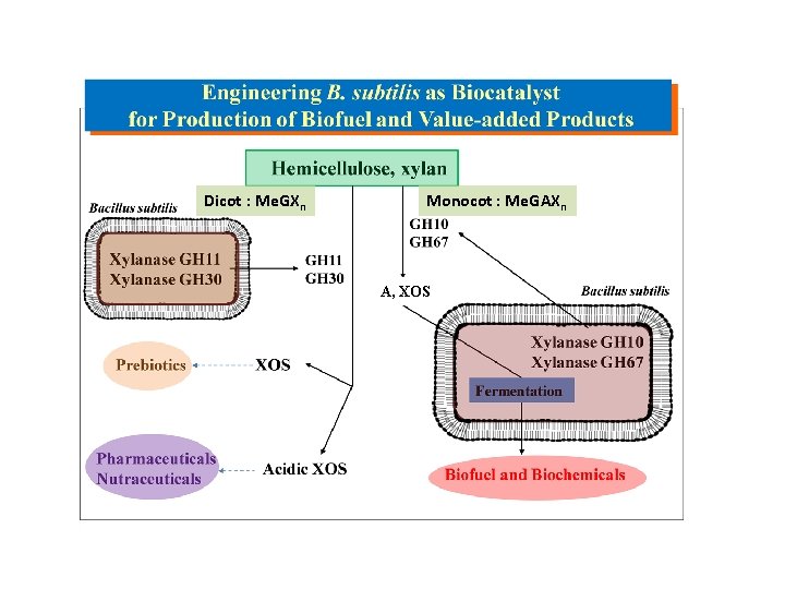 Engineering Bacillus subtilis biocatalysts for production of biofuels