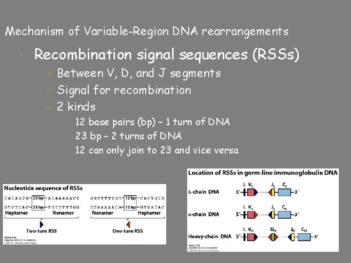 Mechanism of Variable-Region DNA rearrangements Recombination signal sequences (RSSs) ○ Between V, D, and