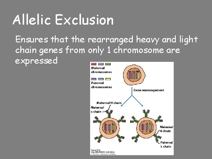 Allelic Exclusion Ensures that the rearranged heavy and light chain genes from only 1