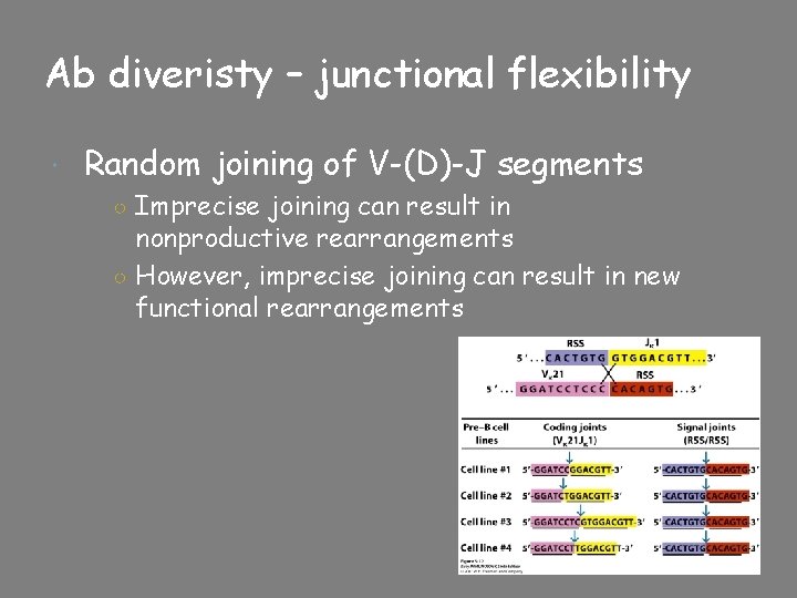 Ab diveristy – junctional flexibility Random joining of V-(D)-J segments ○ Imprecise joining can