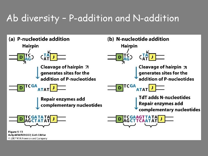 Ab diversity – P-addition and N-addition 