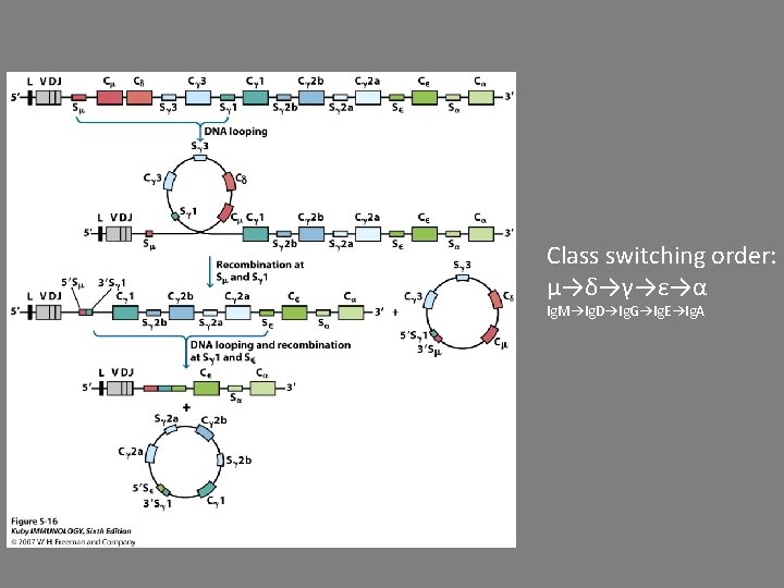 Class switching order: μ→δ→γ→ε→α Ig. M→Ig. D→Ig. G→Ig. E→Ig. A 