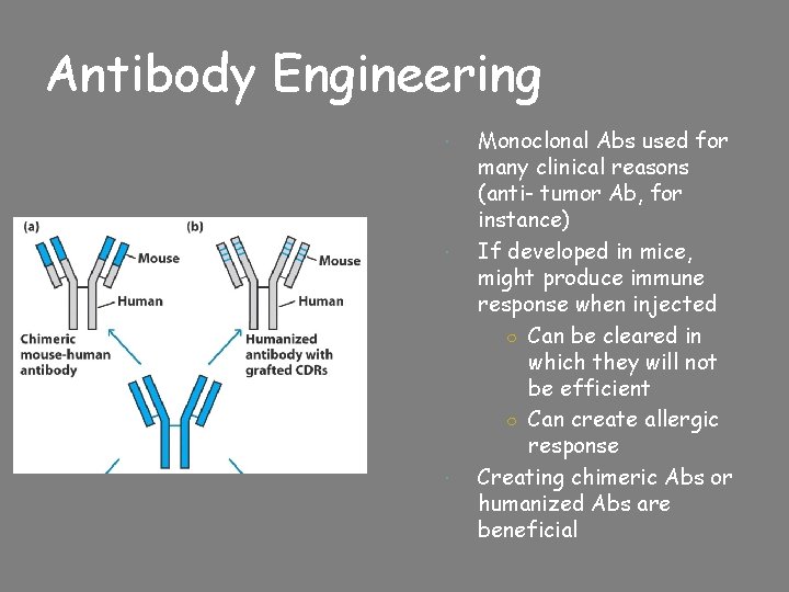 Antibody Engineering Monoclonal Abs used for many clinical reasons (anti- tumor Ab, for instance)