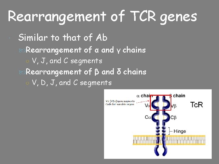 Rearrangement of TCR genes Similar to that of Ab Rearrangement of α and γ