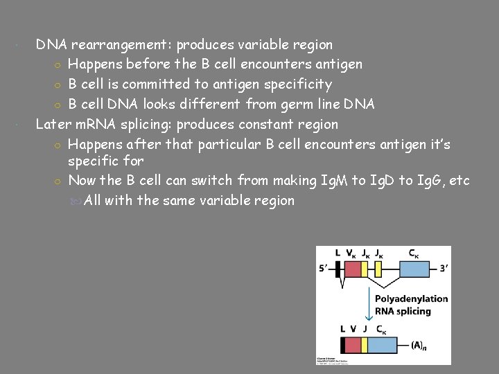  DNA rearrangement: produces variable region ○ Happens before the B cell encounters antigen