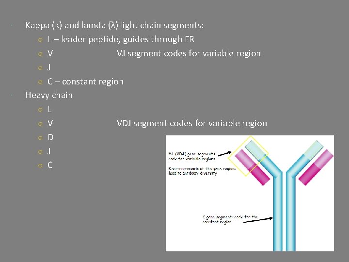  Kappa (κ) and lamda (λ) light chain segments: ○ L – leader peptide,