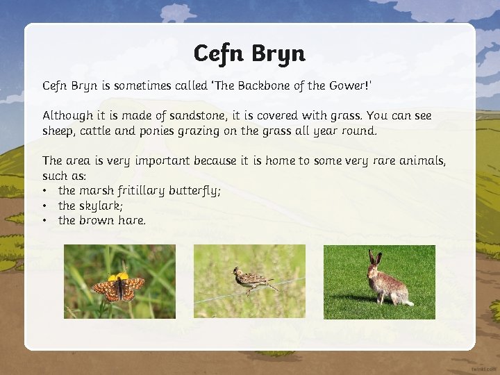 Cefn Bryn is sometimes called ‘The Backbone of the Gower!’ Although it is made