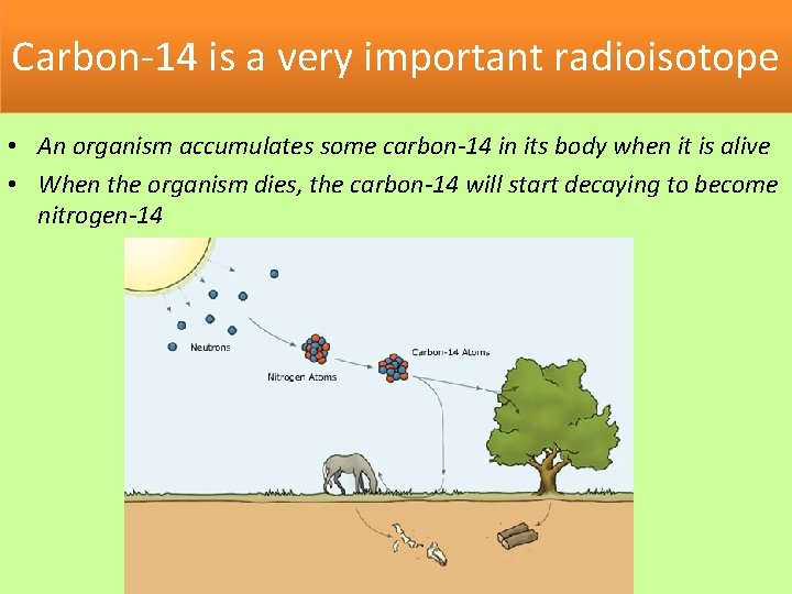Carbon-14 is a very important radioisotope • An organism accumulates some carbon-14 in its