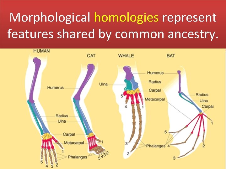 Morphological homologies represent features shared by common ancestry. 