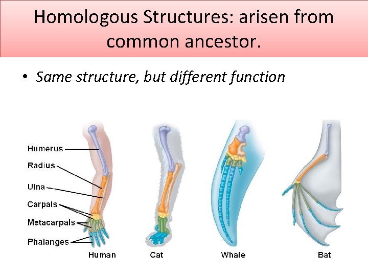 Homologous Structures: arisen from common ancestor. • Same structure, but different function 