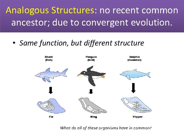Analogous Structures: no recent common ancestor; due to convergent evolution. • Same function, but