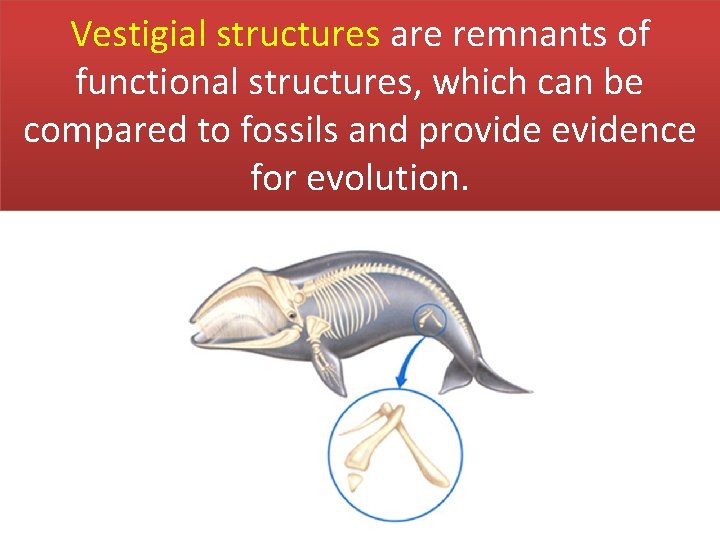Vestigial structures are remnants of functional structures, which can be compared to fossils and