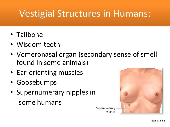 Vestigial Structures in Humans: • Tailbone • Wisdom teeth • Vomeronasal organ (secondary sense