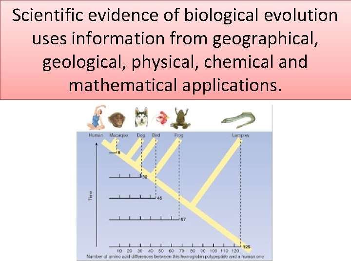 Scientific evidence of biological evolution uses information from geographical, geological, physical, chemical and mathematical