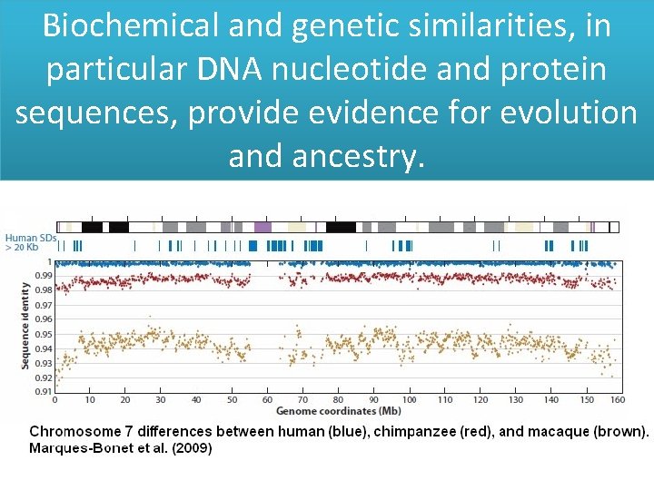 Biochemical and genetic similarities, in particular DNA nucleotide and protein sequences, provide evidence for
