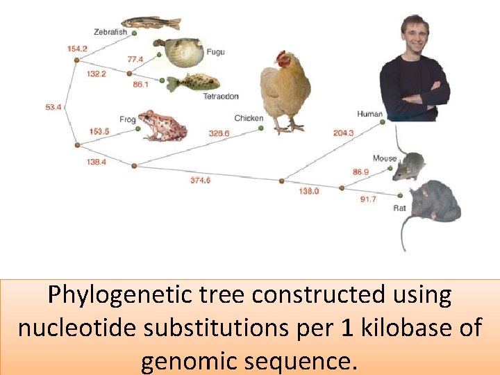 Phylogenetic tree constructed using nucleotide substitutions per 1 kilobase of genomic sequence. 