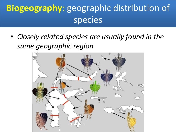 Biogeography: geographic distribution of species • Closely related species are usually found in the