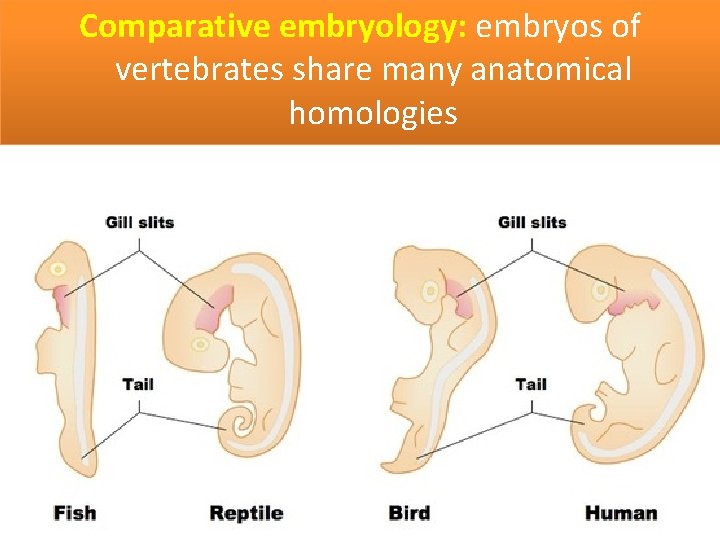 Comparative embryology: embryos of vertebrates share many anatomical homologies 