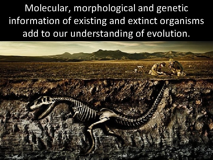 Molecular, morphological and genetic information of existing and extinct organisms add to our understanding