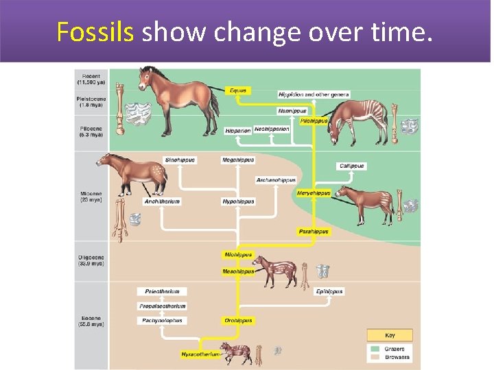 Fossils show change over time. 
