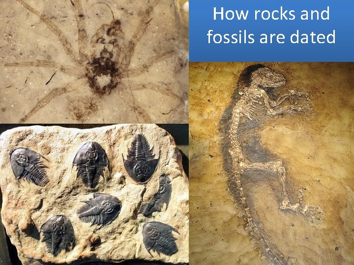 How rocks and fossils are dated 