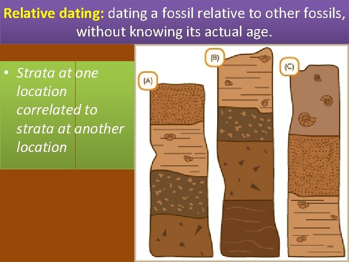 Relative dating: dating a fossil relative to other fossils, without knowing its actual age.