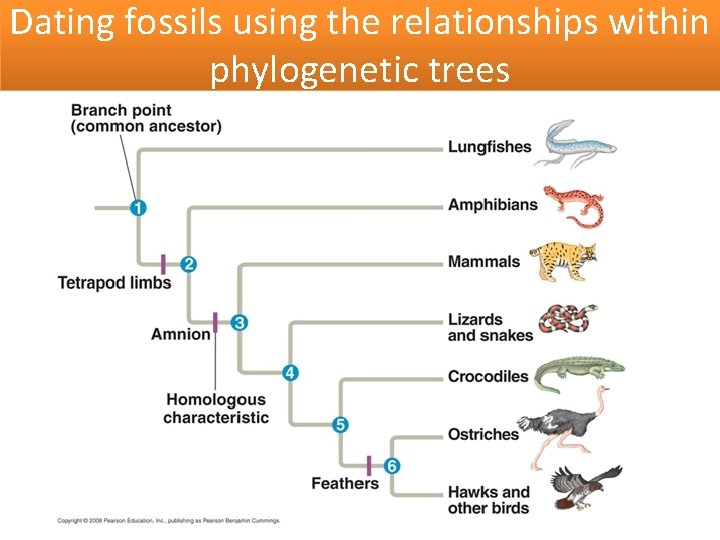 Dating fossils using the relationships within phylogenetic trees 