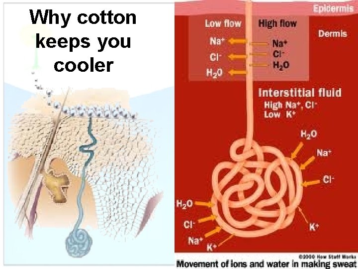 Why cotton keeps you cooler 