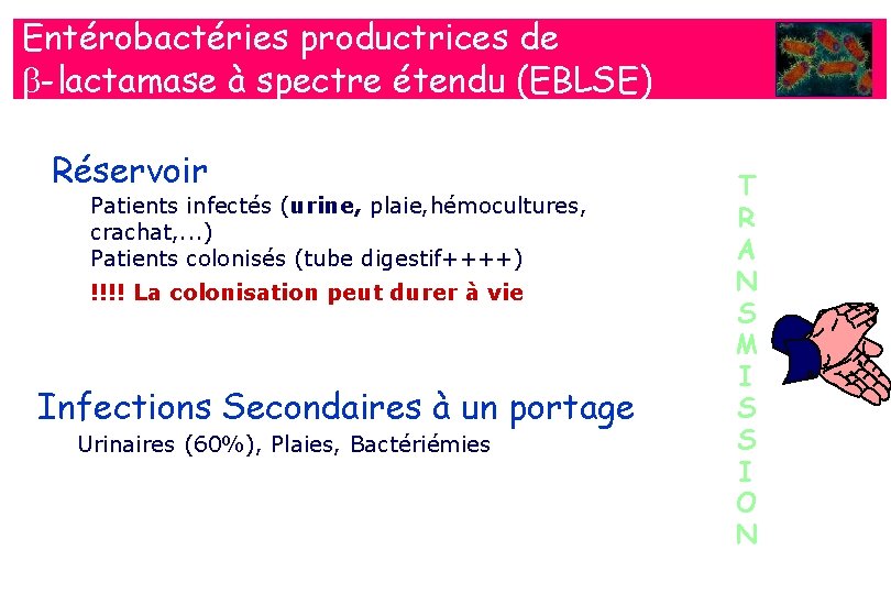 Entérobactéries productrices de b-lactamase à spectre étendu (EBLSE) Réservoir Patients infectés (urine, plaie, hémocultures,
