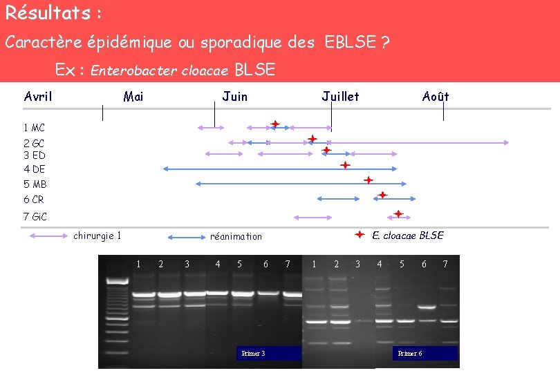 Résultats : Caractère épidémique ou sporadique des EBLSE ? 100 pb Ex : Enterobacter