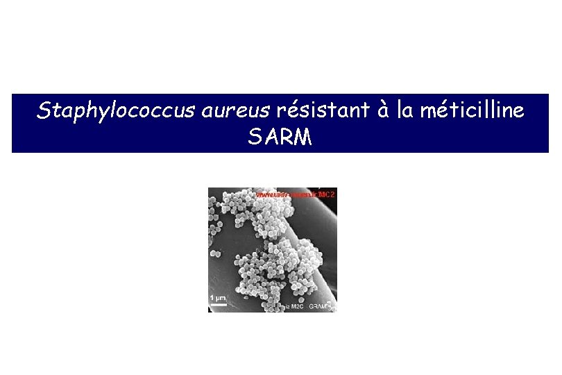 Staphylococcus aureus résistant à la méticilline SARM 