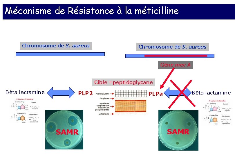 Mécanisme de Résistance à la méticilline Chromosome de S. aureus Gène mec A Cible