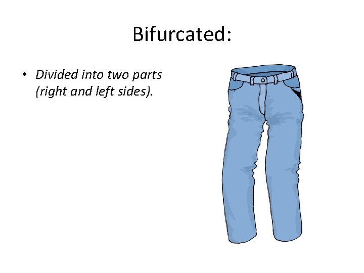 Bifurcated: • Divided into two parts (right and left sides). 