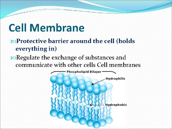 Cell Membrane Protective barrier around the cell (holds everything in) Regulate the exchange of