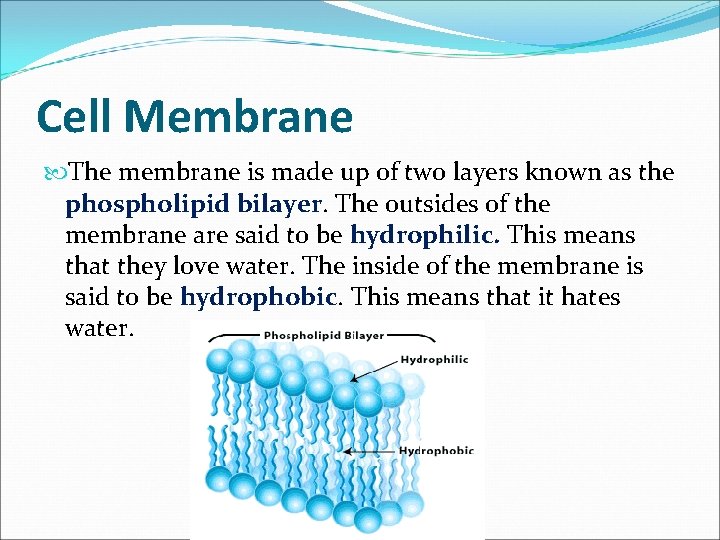 Cell Membrane The membrane is made up of two layers known as the phospholipid